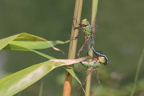 Réf. 257 207 : Anax imperator
